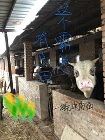 这个霸总实在太会撒娇